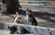 Batumi'de Köpekler Kışı Sıcak Geçirecek