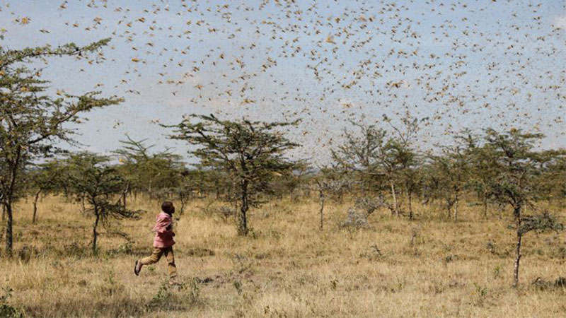Çöl çekirgeleri Koronavirüs'ten tehlikeli