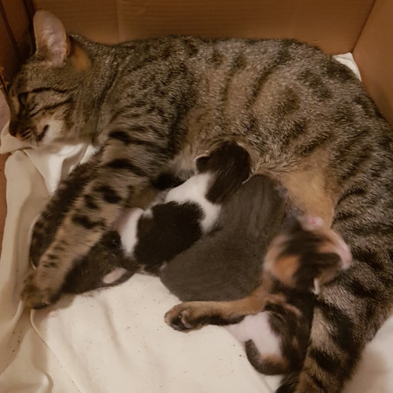 KORONA GÜNLERİNDE YAŞAM