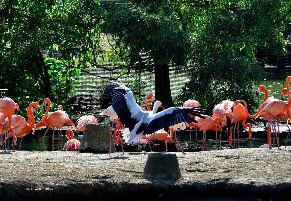 Şekvetili Dendroloji Parkı/შეკვეთილის დენდროლოგიური პარკი