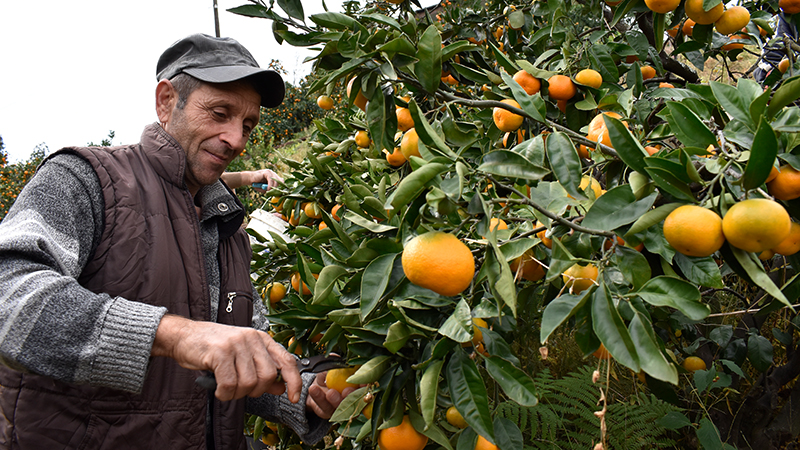 რატომ გაიაფდა მანდარინი?