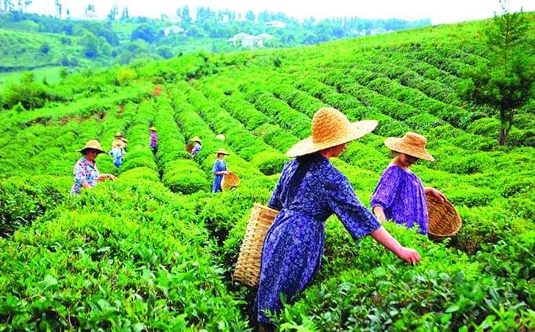 ,,იქ, სადაც ადრე კიოდა ტურა,  ჩვენ გავაშენეთ ჩაის კულტურა“