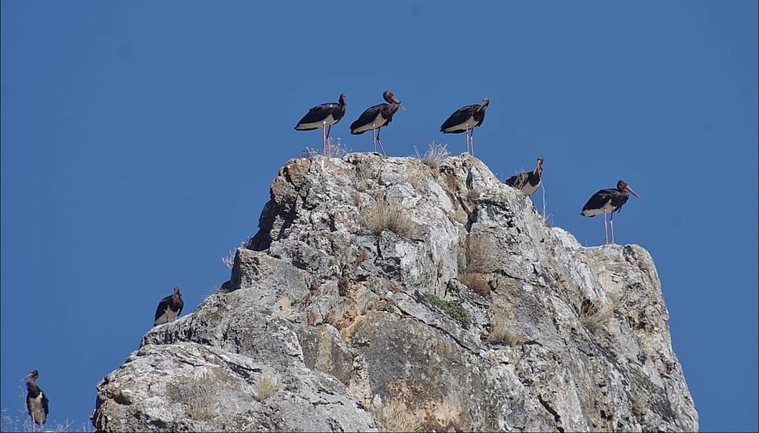 Zurab Maghradze: ჩაკეტილი წრე