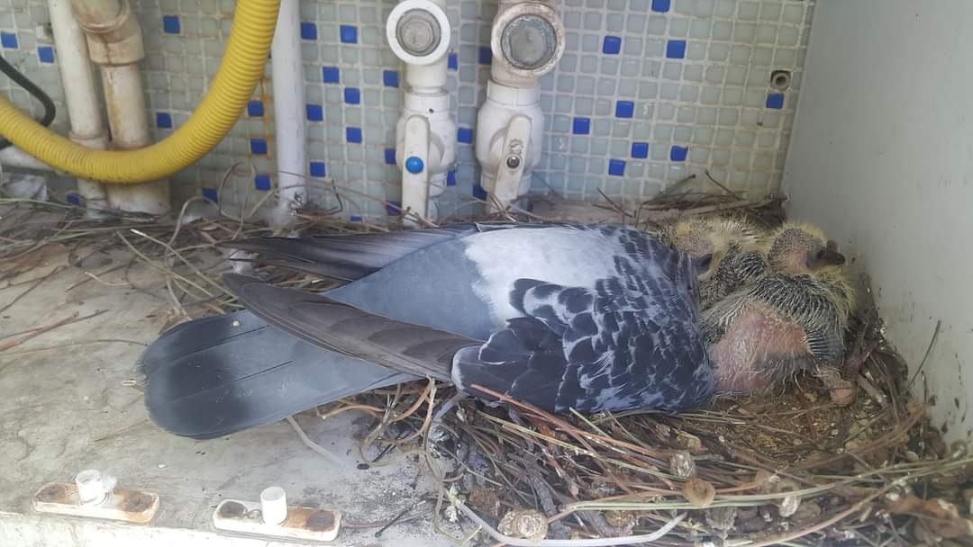 KOMBİ DOLABINDAKİ GÜVERCİN