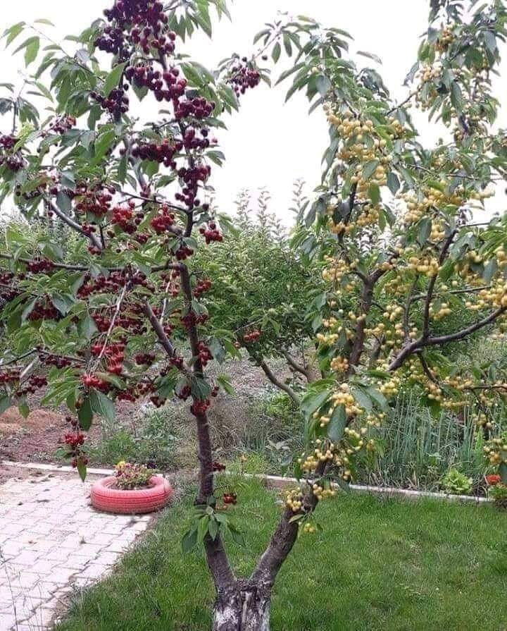 Veysel Çolak: Kıskanmak, birinin kişiliğine saldırmaktır