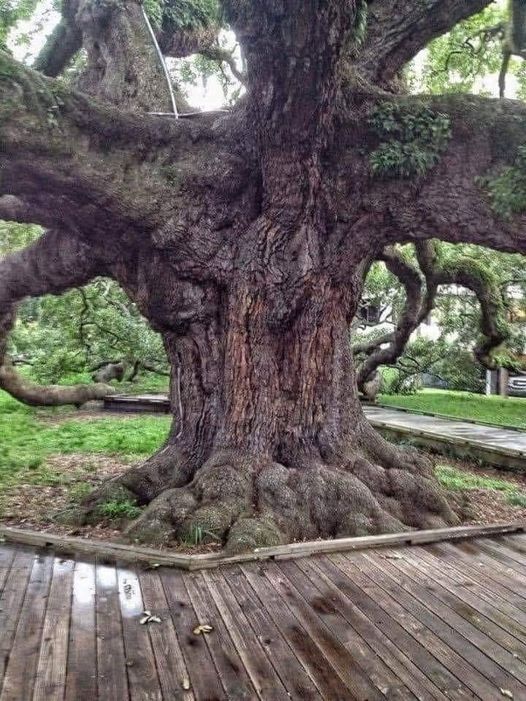 Ayşe Duru: Ağaçlar Kaç Yıl Yaşar