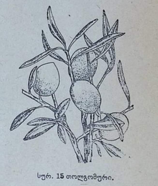 TOLGOMURİ  (თოლგომური)