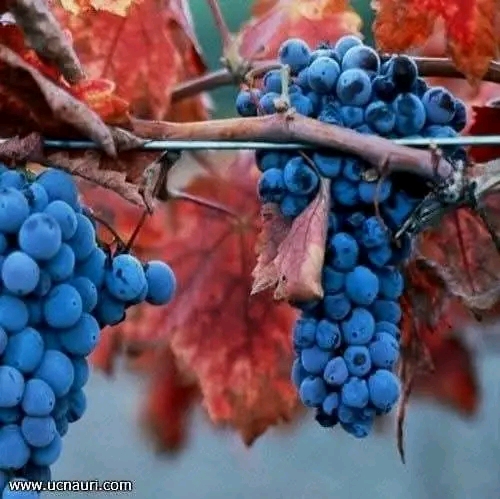 უსახელაური