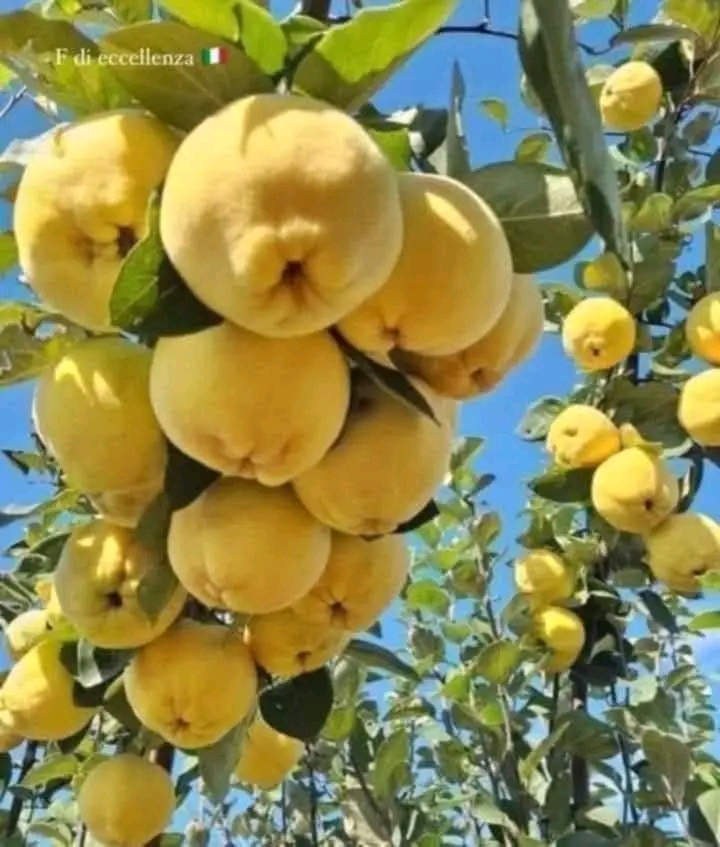 ნანა ქომეთიანი: მაგრამ ასე უბრალოდ არ ყოფილა საქმე …