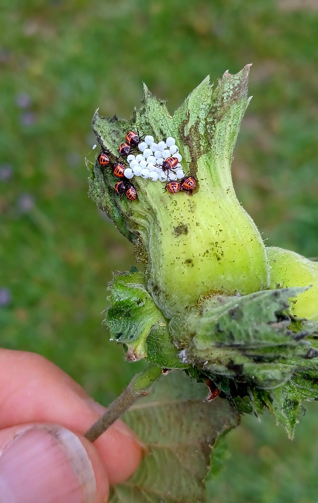 Fındık Bahçererini Kokarca sardı!